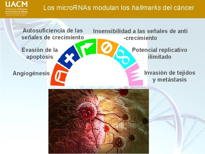 Los micro. RNAs modulan los hallmarks del cáncer Autosuficiencia de las señales de crecimiento