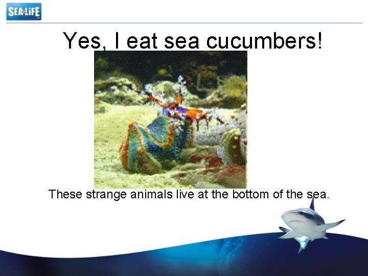 Yes, I eat sea cucumbers! Photo credit Rudy Tiben These strange animals live at