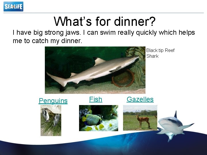 What’s for dinner? I have big strong jaws. I can swim really quickly which