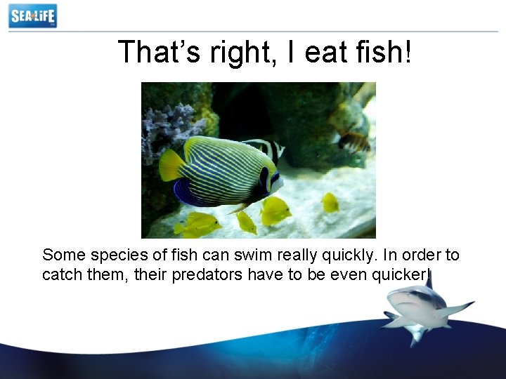 That’s right, I eat fish! Some species of fish can swim really quickly. In
