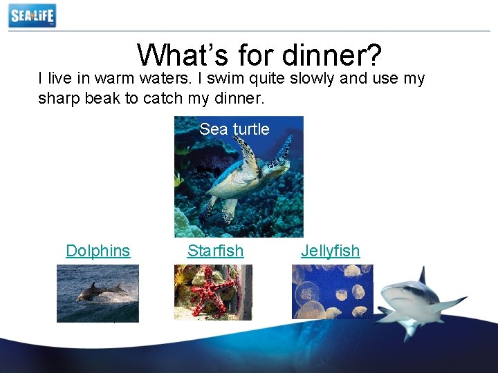 What’s for dinner? I live in warm waters. I swim quite slowly and use