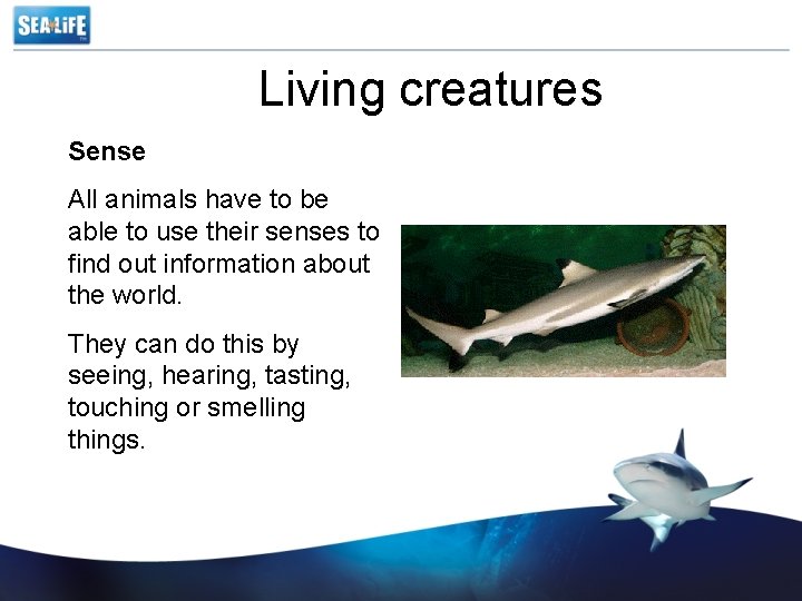 Living creatures Sense All animals have to be able to use their senses to