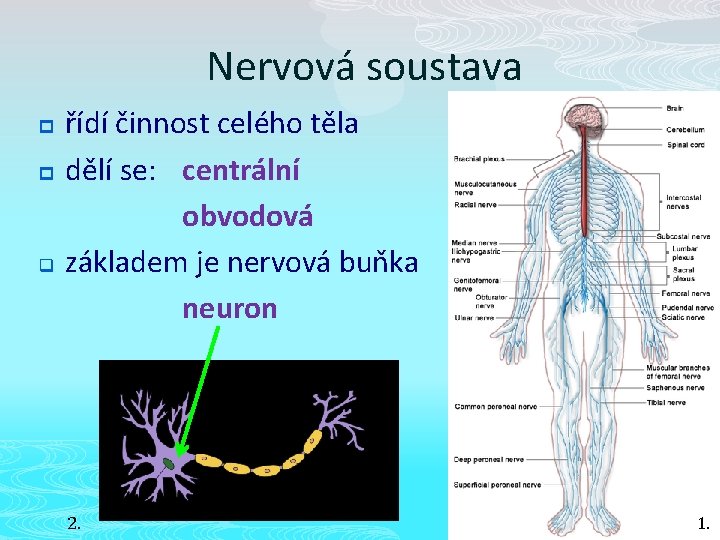 Nervová soustava p p q řídí činnost celého těla dělí se: centrální obvodová základem