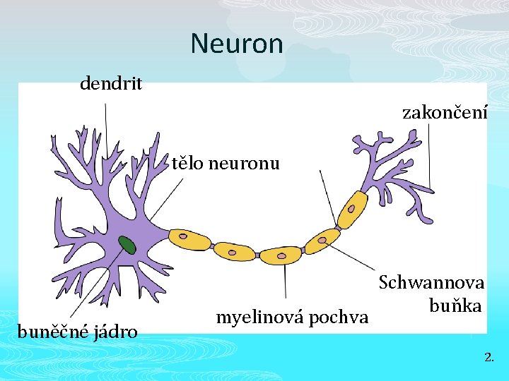 Neuron dendrit zakončení tělo neuronu buněčné jádro myelinová pochva Schwannova buňka 2. 