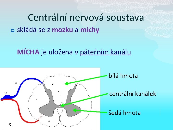 Centrální nervová soustava p skládá se z mozku a míchy MÍCHA je uložena v