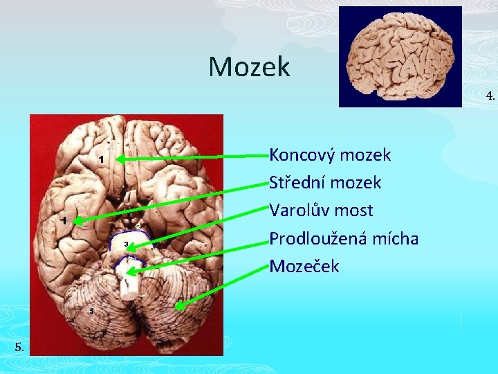 Mozek 4. Koncový mozek Střední mozek Varolův most Prodloužená mícha Mozeček 5. 