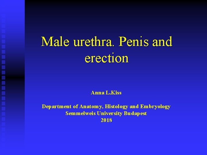 Male urethra. Penis and erection Anna L. Kiss Department of Anatomy, Histology and Embryology