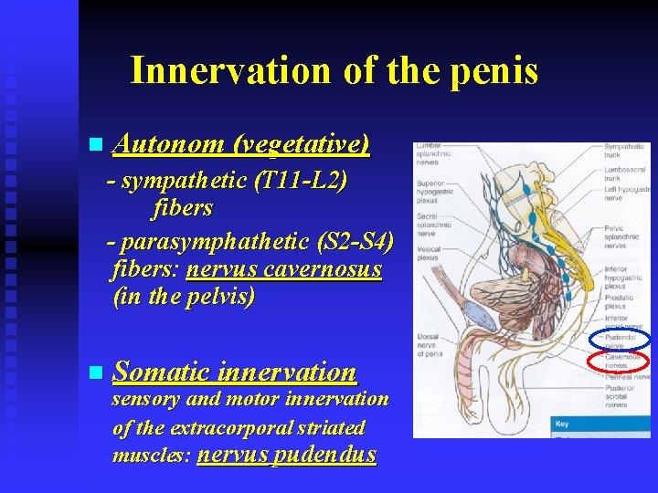 Innervation of the penis n Autonom (vegetative) - sympathetic (T 11 -L 2) fibers