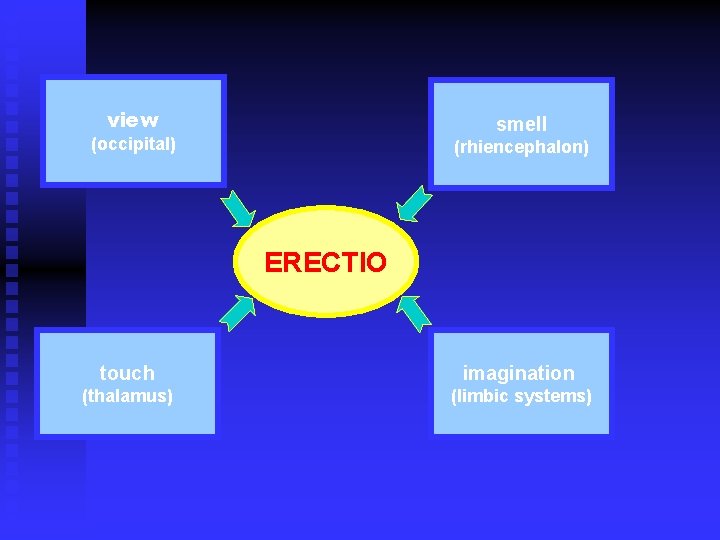 view smell (occipital) (rhiencephalon) ERECTIO touch imagination (thalamus) (limbic systems) 