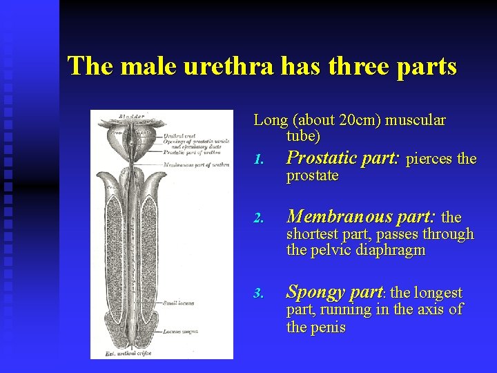 The male urethra has three parts Long (about 20 cm) muscular tube) 1. Prostatic