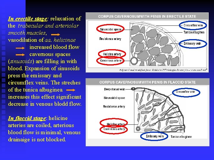 In erectile stage: relaxation of the trabecular and arteriolar smooth muscles, vasodilation of aa.