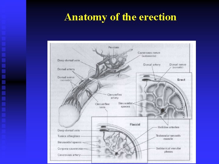 Anatomy of the erection 
