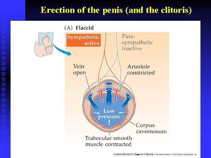 Erection of the penis (and the clitoris) 