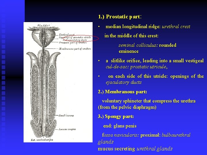 1. ) Prostatic part: • median longitudinal ridge: urethral crest in the middle of