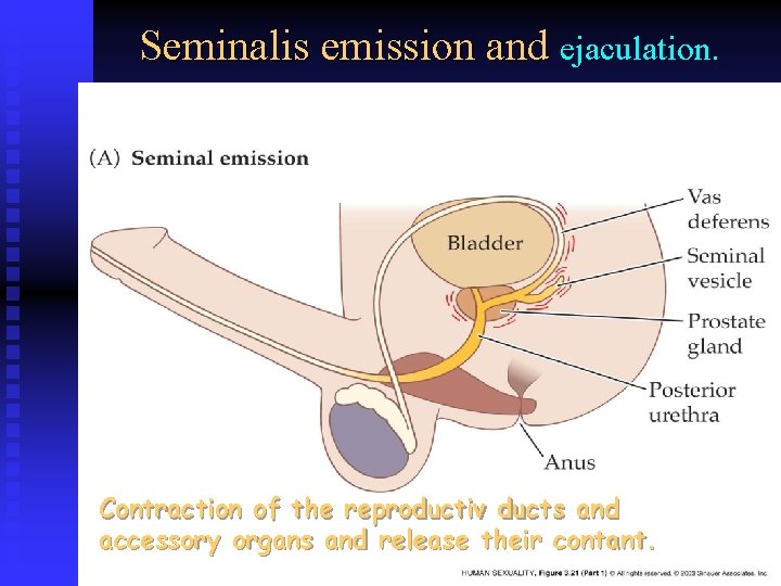 Seminalis emission and ejaculation. Contraction of the reproductiv ducts and accessory organs and release