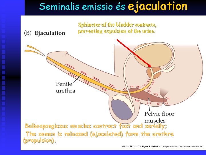 Seminalis emissio és ejaculation Sphincter of the bladder sontracts, preventing expulsion of the urine.