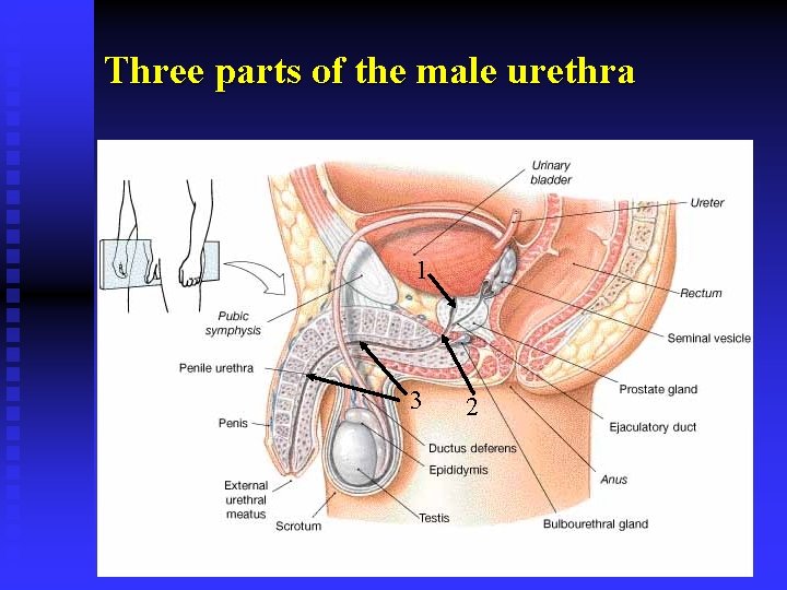 Three parts of the male urethra 1 3 2 