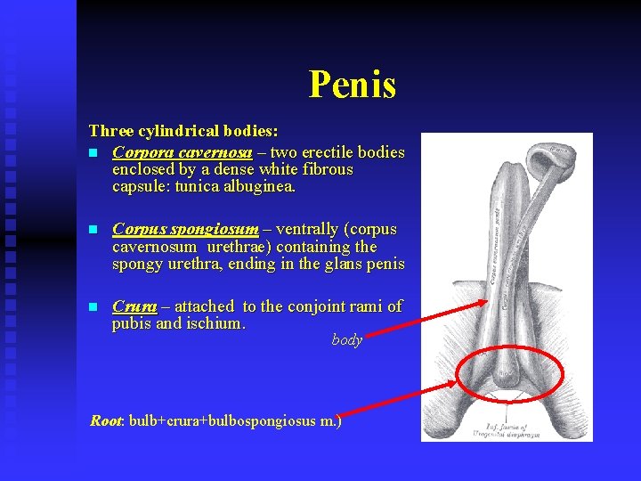 Penis Three cylindrical bodies: n Corpora cavernosa – two erectile bodies enclosed by a