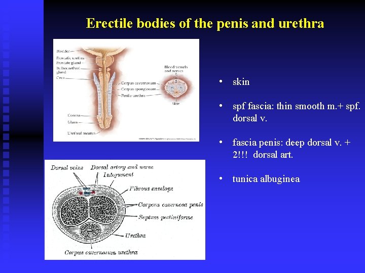 Erectile bodies of the penis and urethra • skin • spf fascia: thin smooth