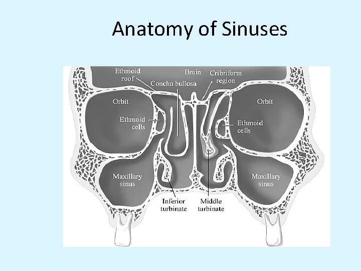 Anatomy of Sinuses 