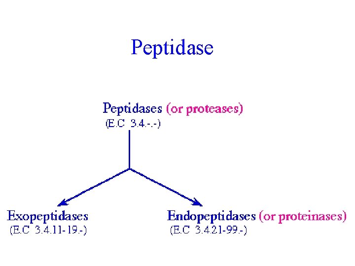 Peptidase Peptidase