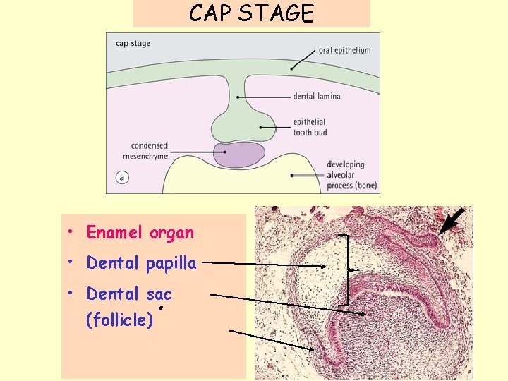 CAP STAGE • Enamel organ • Dental papilla • Dental sac (follicle) 