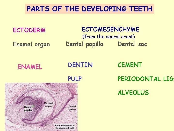 PARTS OF THE DEVELOPING TEETH ECTOMESENCHYME ECTODERM Enamel organ ENAMEL (from the neural crest)