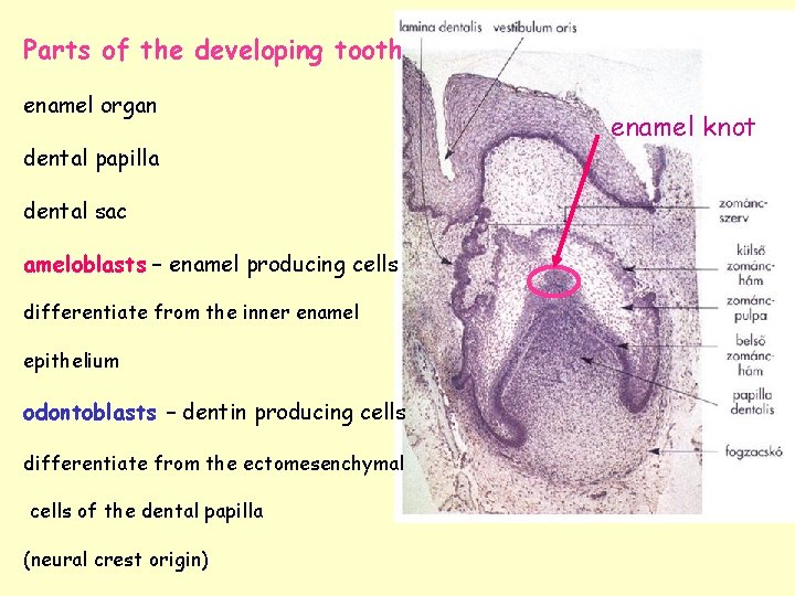 Parts of the developing tooth enamel organ dental papilla dental sac ameloblasts – enamel