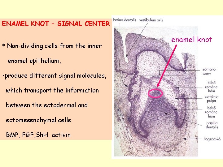 ENAMEL KNOT – SIGNAL CENTER * Non-dividing cells from the inner enamel epithelium, •