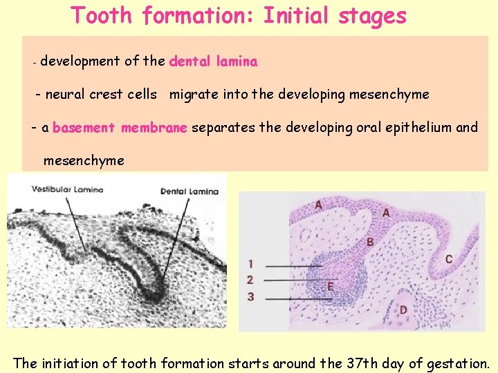 Tooth formation: Initial stages - development of the dental lamina - neural crest cells