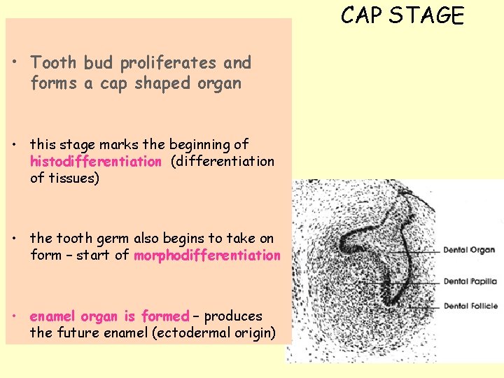 CAP STAGE • Tooth bud proliferates and forms a cap shaped organ • this