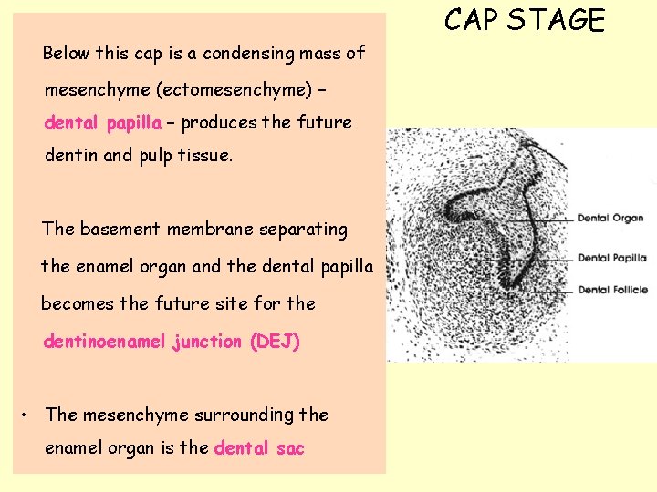CAP STAGE Below this cap is a condensing mass of mesenchyme (ectomesenchyme) – dental