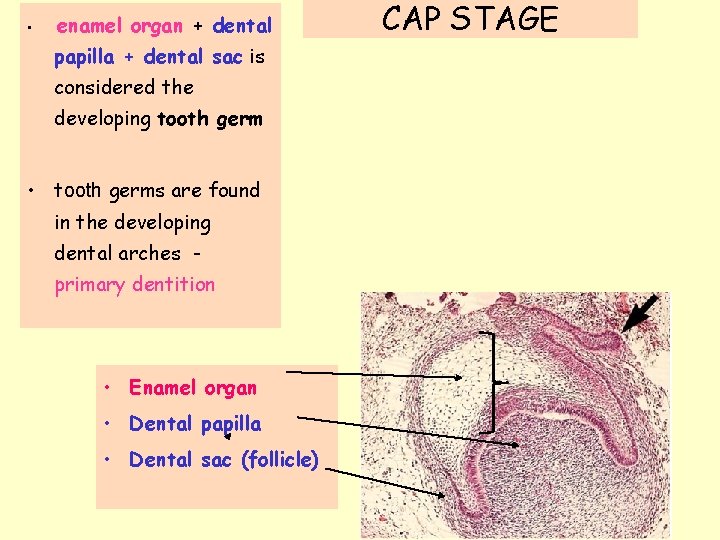  • enamel organ + dental papilla + dental sac is considered the developing