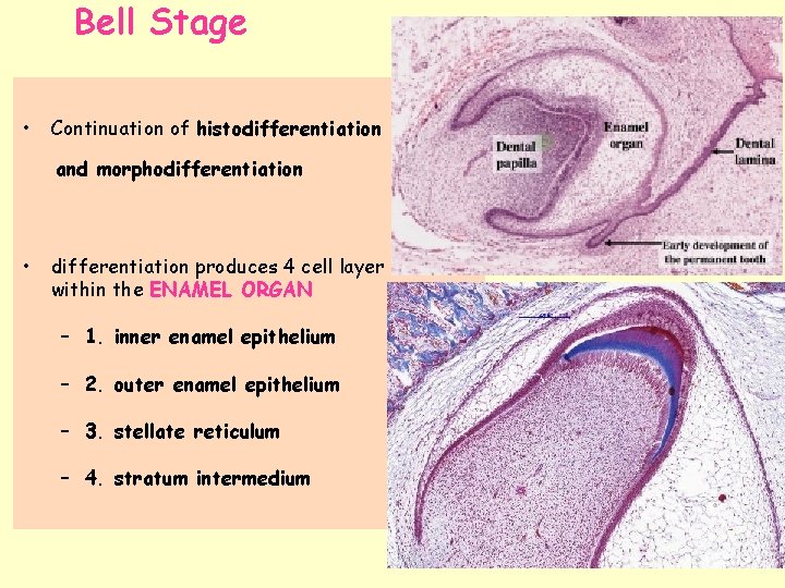 Bell Stage • Continuation of histodifferentiation and morphodifferentiation • differentiation produces 4 cell layer