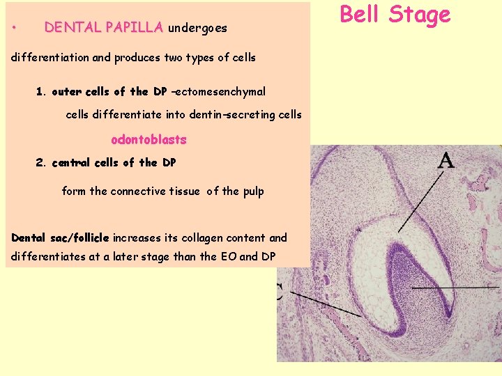  • DENTAL PAPILLA undergoes differentiation and produces two types of cells 1. outer