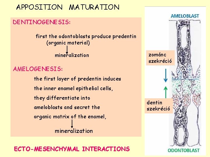 APPOSITION MATURATION DENTINOGENESIS: first the odontoblasts produce predentin (organic material) mineralization zománc szekréció AMELOGENESIS: