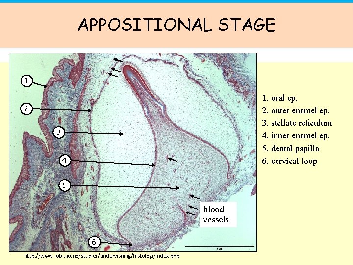 APPOSITIONAL STAGE 1 1. oral ep. 2. outer enamel ep. 3. stellate reticulum 4.