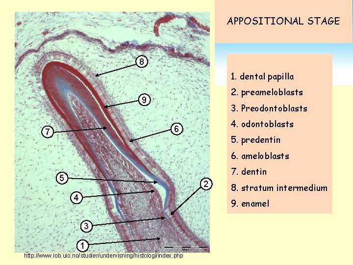 APPOSITIONAL STAGE 8 1. dental papilla 2. preameloblasts 9 3. Preodontoblasts 4. odontoblasts 6