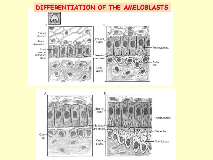 DIFFERENTIATION OF THE AMELOBLASTS 