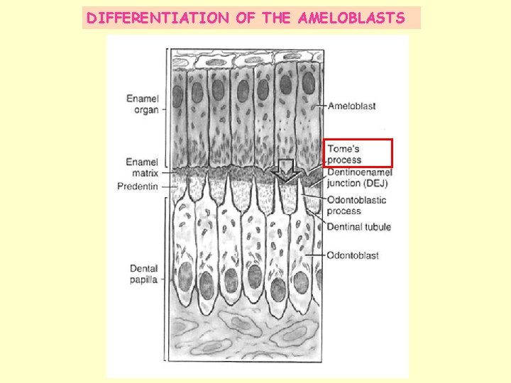 DIFFERENTIATION OF THE AMELOBLASTS 