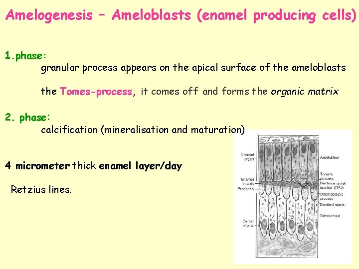 Amelogenesis – Ameloblasts (enamel producing cells) 1. phase: granular process appears on the apical