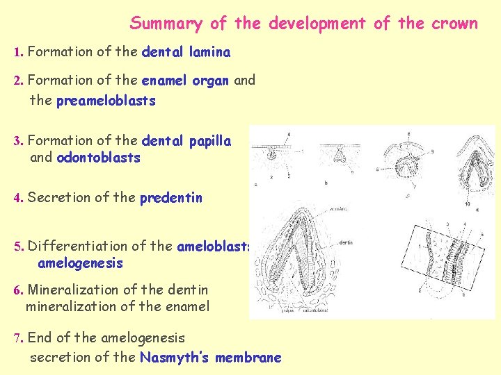Summary of the development of the crown 1. Formation of the dental lamina 2.
