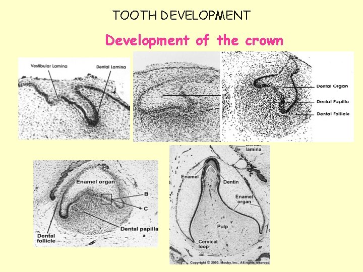 TOOTH DEVELOPMENT Development of the crown 