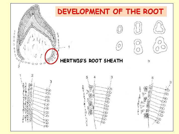DEVELOPMENT OF THE ROOT HERTWIG’S ROOT SHEATH 