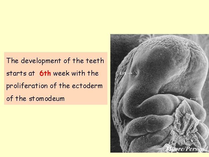 The development of the teeth starts at 6 th week with the proliferation of