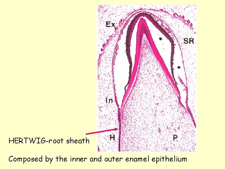 HERTWIG-root sheath Composed by the inner and outer enamel epithelium 