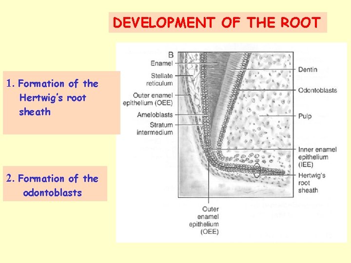 DEVELOPMENT OF THE ROOT 1. Formation of the Hertwig’s root sheath 2. Formation of