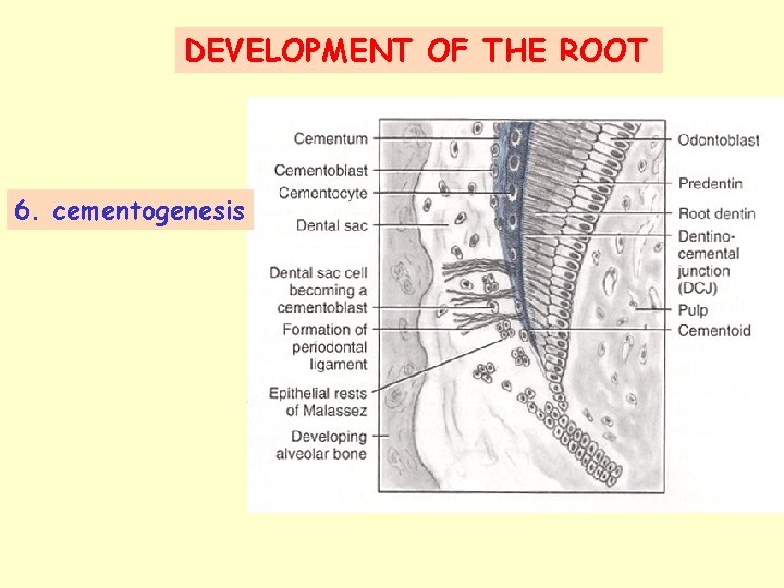 DEVELOPMENT OF THE ROOT 6. cementogenesis 