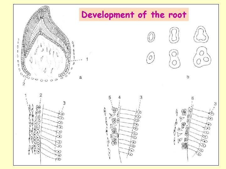 Development of the root 