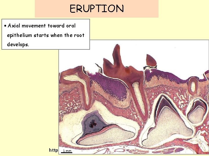 ERUPTION • Axial movement toward oral epithelium starts when the root develops. http: //www.